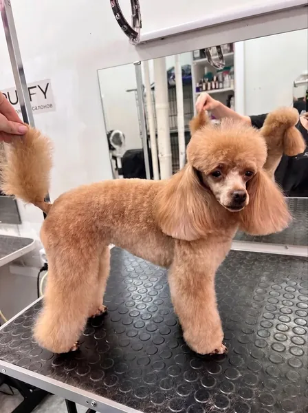 Работа мастера PUFFY — шпиц