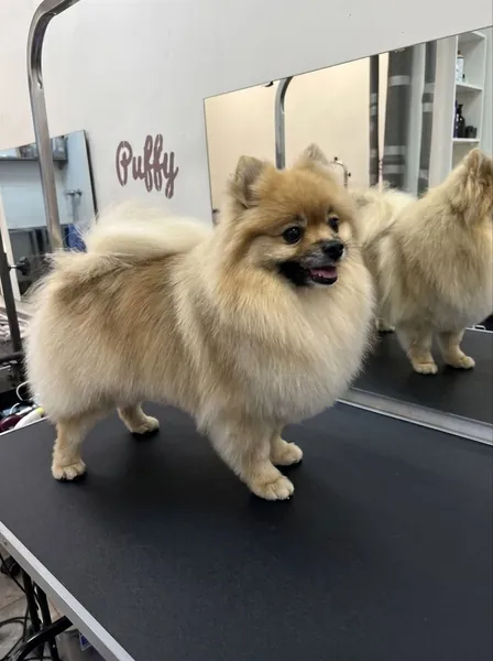 Работа мастера PUFFY — мордочка